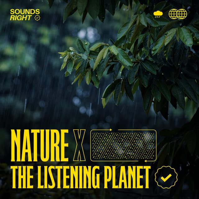 The Language of Rain